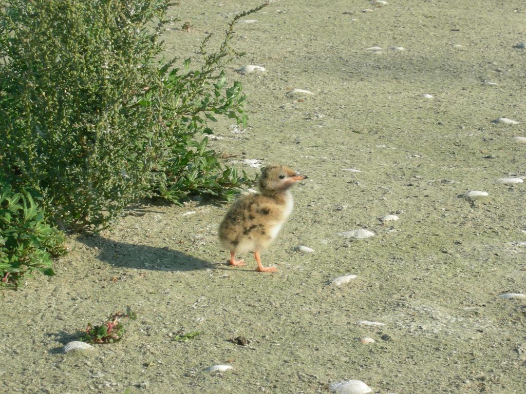 Pensiunea Iulia Сулина Экстерьер фото